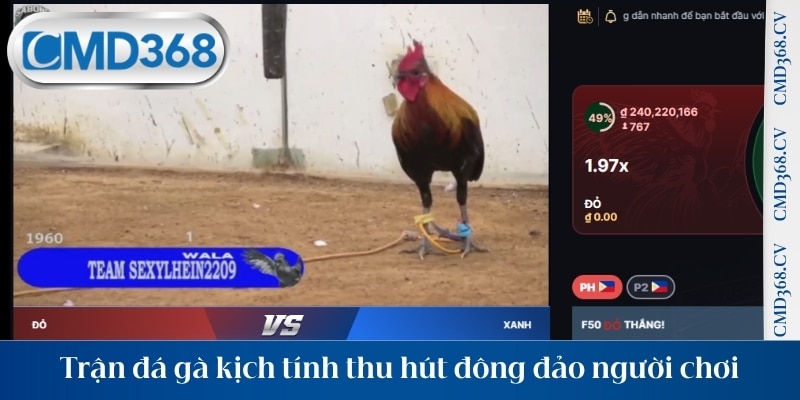 Trận đá gà kịch tính thu hút đông đảo người chơi