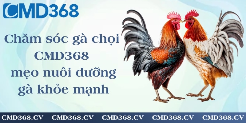 Chăm sóc gà chọi CMD368 - mẹo nuôi dưỡng gà khỏe mạnh