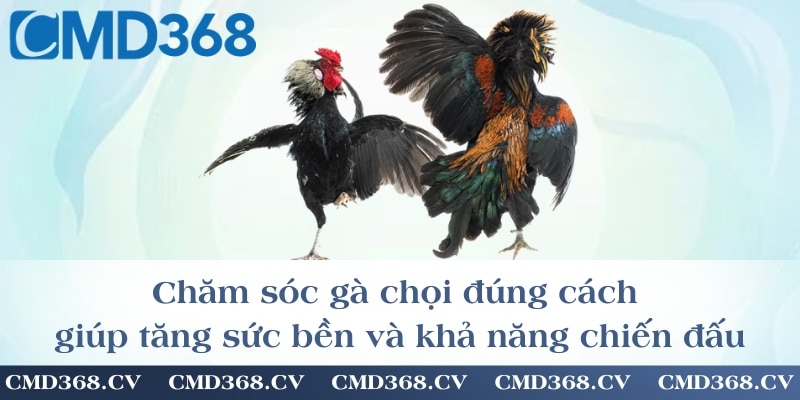 Chăm sóc gà chọi đúng cách giúp tăng sức bền và khả năng chiến đấu