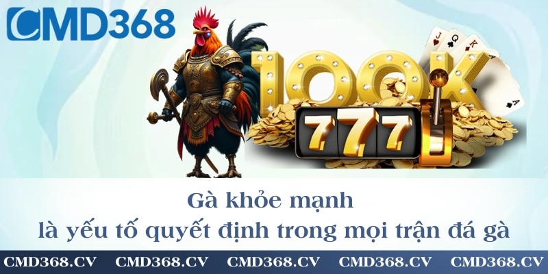 Gà khỏe mạnh là yếu tố quyết định trong mọi trận đá gà