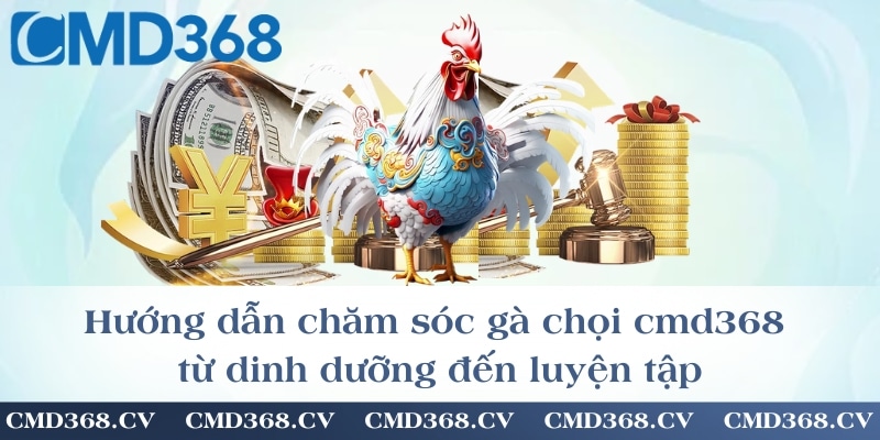 Hướng dẫn chăm sóc gà chọi cmd368 từ dinh dưỡng đến luyện tập
