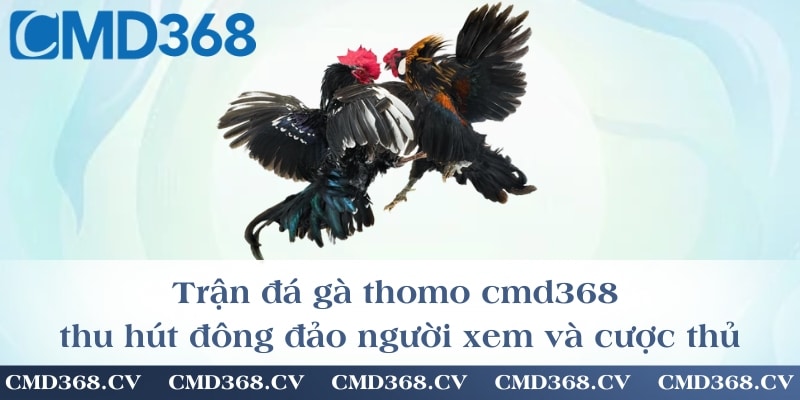 Trận đá gà thomo cmd368 thu hút đông đảo người xem và cược thủ